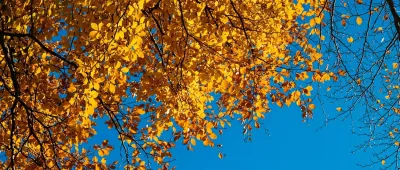 Golden autumn leaves against a clear blue sky