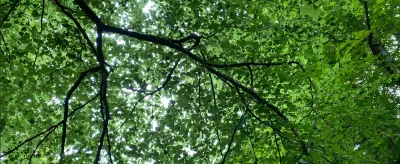 Looking up through a green summer tree canopy