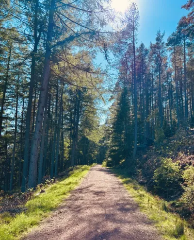 A sunlit path through tall pine woodland