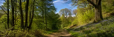 A woodland path in spring, bluebells along the bank beneath tall trees